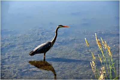 K4232909-Great Blue Heron.jpg