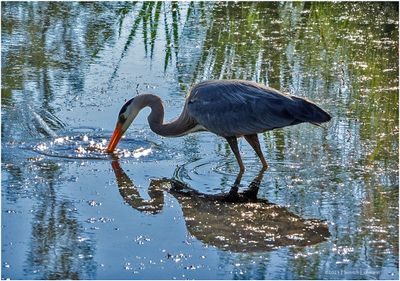 K4233026-Great Blue Heron.jpg