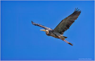 K4233093-Great Blue Heron.jpg