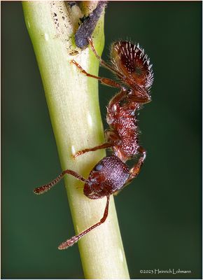 KF001667-small Ant.jpg