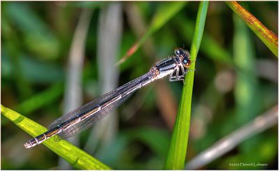 KF001715-Damsel Fly.jpg