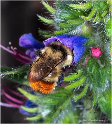 KF001745-Bumble Bee.jpg