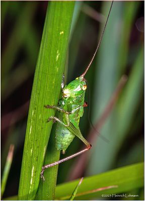 KF001758-Grasshopper Nymph.jpg