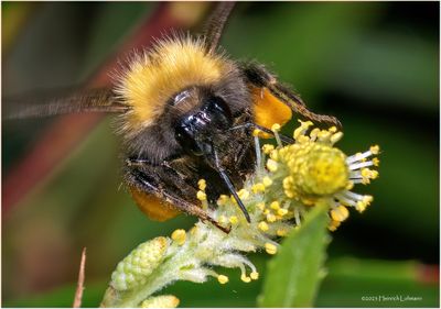 KF001780-Bumble Bee.jpg