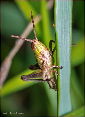 KF001851-Grasshopper Nymph.jpg