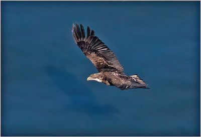 K4231586-Bald Eagle-juvenile.jpg