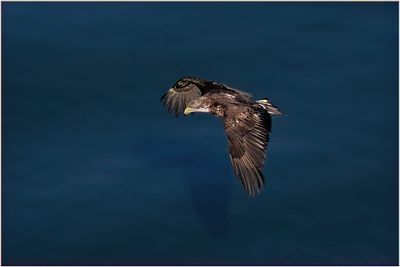 K4231587-Bald Eagle-juvenile.jpg