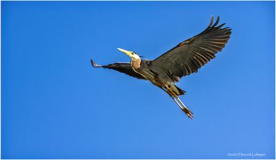 K4233096-Great Blue Heron.jpg