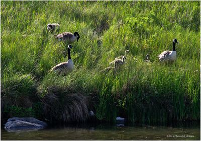 K4233162-Canada Geese.jpg