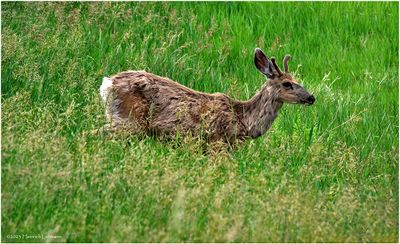 K4233259-White-tailed Deer.jpg