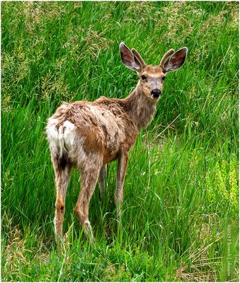 K4233279-White-tailed Deer.jpg