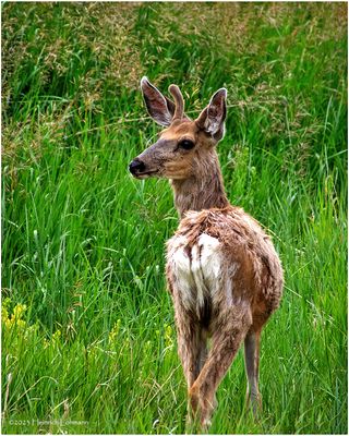 K4233291-White-tailed Deer.jpg