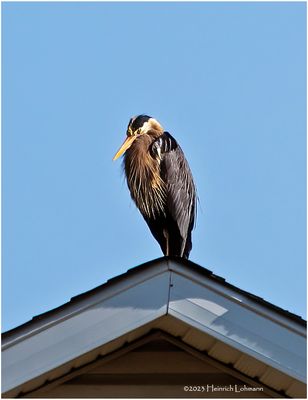 K3316948-Great Blue Heron.jpg