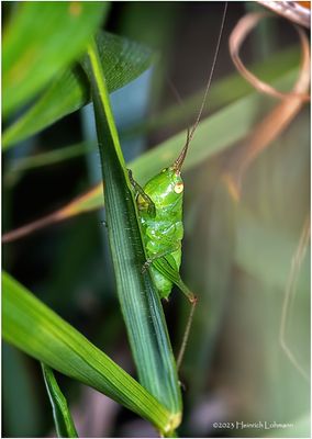 KF001943-Grasshopper nymph.jpg