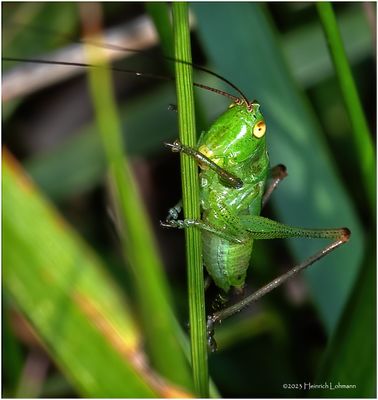 KF001946-Grasshopper nymph.jpg