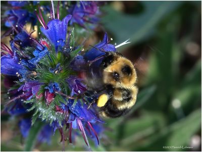 KF002087-Bumble Bee.jpg