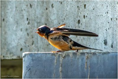 K3316991-Barn Swallow.jpg