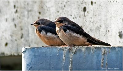 K3317016-Barn Swallows- juvenile.jpg