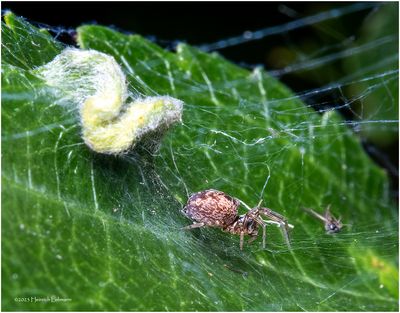 KF002393-tiny unidentified spider.jpg