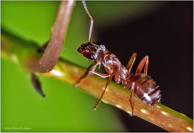 KF002289-Ant.jpg