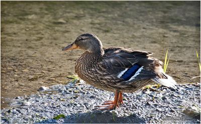 K4233332-Blue-winged Teal.jpg