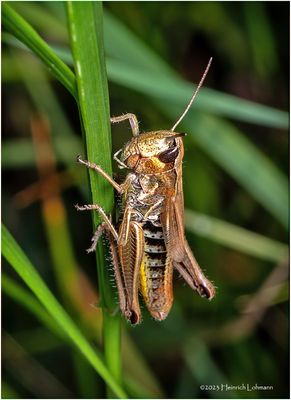KF002577-Grasshopper.jpg