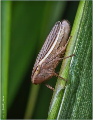 KF002586-Plant Bug Nymph.jpg