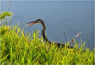 K4233514-Great Blue Heron.jpg