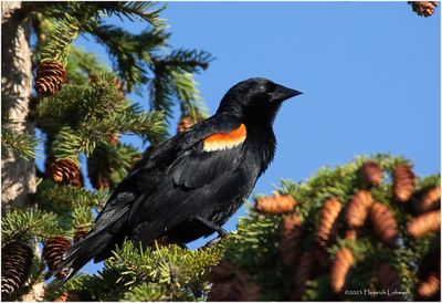 K4233559-Red-Winged Blackbird-male.jpg