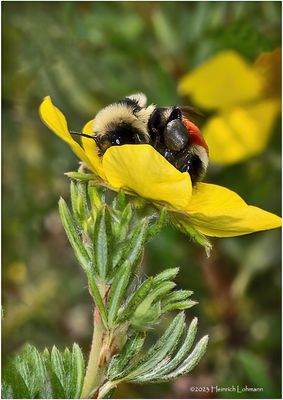 KF002618-Bumble Bee.jpg