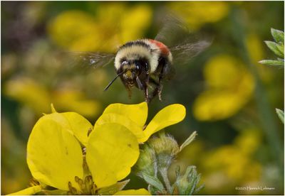 KF002627-Bumble Bee.jpg