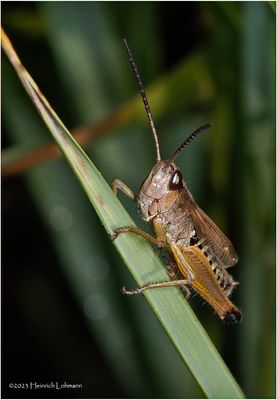 KF002643-Grasshopper.jpg
