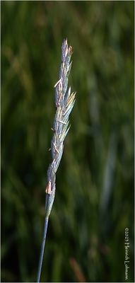 KF002656-grass seed.jpg