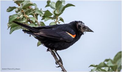 K4233662-Red-winged Blackbird-male.jpg