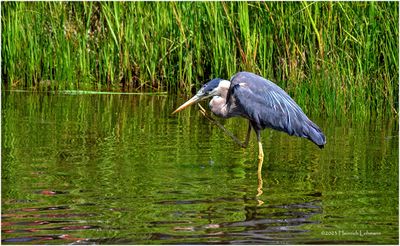 K4233745-Great Blue Heron.jpg