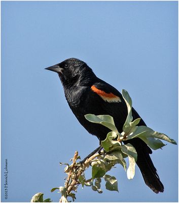 K4233857-Red-winged Blackbird-male.jpg