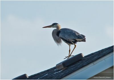 K3317070-Great Blue Heron.jpg