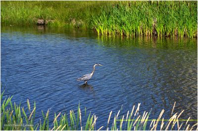 K4233817-Blue Heron.jpg