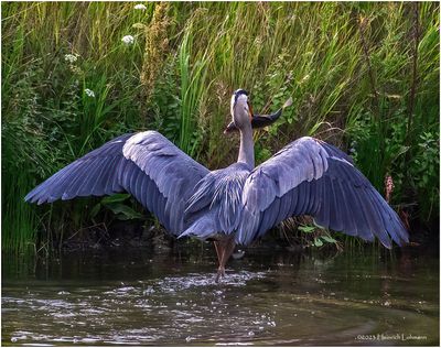 K4234002-Great Blue Heron.jpg