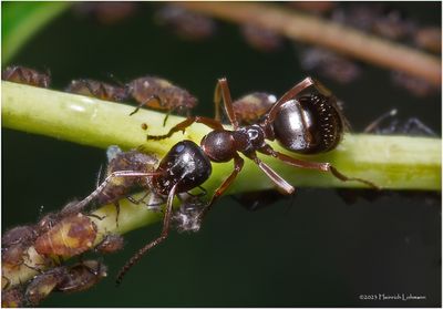 KF002779-Ant and aphids.jpg