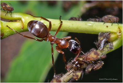 KF002801-Ant and aphids.jpg
