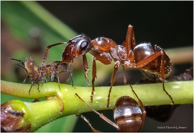 KF002821-Ants and aphids.jpg