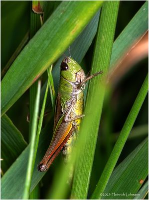 KF002853-Grasshopper.jpg