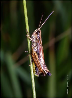 KF003012-Grasshopper.jpg