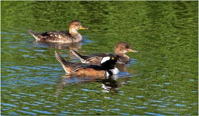 K3317415-Hooded Merganser.jpg