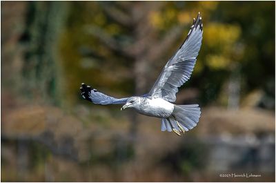 K3317656-Ring-billed Seagull.jpg