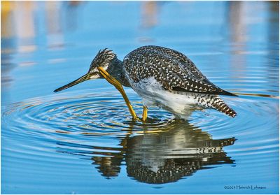 K3317779-Greater Yellowlegs.jpg