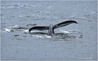 K4235935-Humpback Whale.jpg