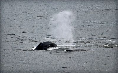K4235958-Humpback Whales.jpg