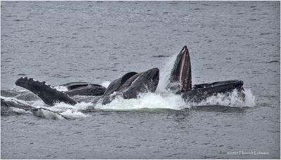 K4235989-Humpback Whales.jpg